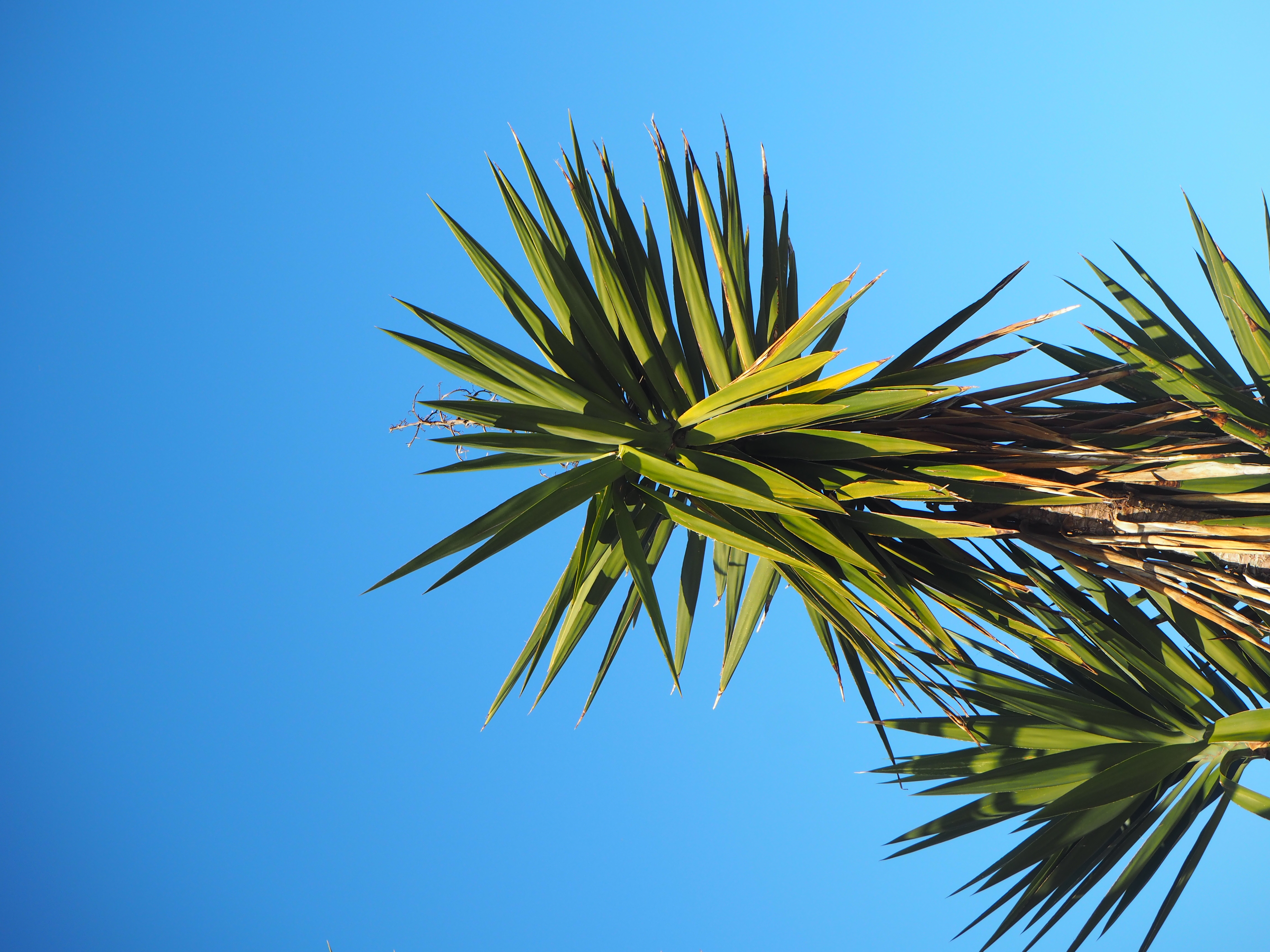 A palm tree set against the sky